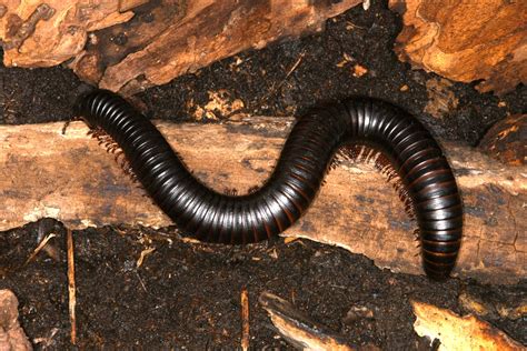   Zyzzyzus: A Millipede With Thousand Legs That Crawls Like Liquid!