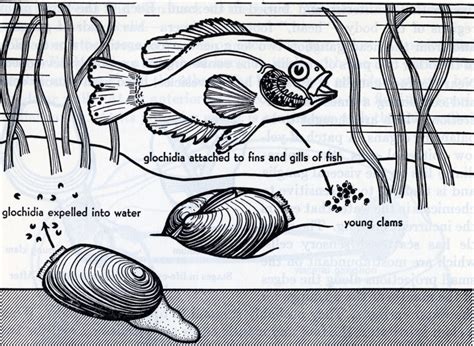  Zoogonus!  The Parasitic Prowess of This Microscopic Marvel