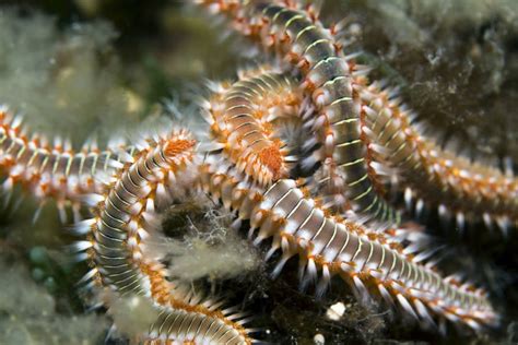   Fauveliops! A Curious Worm Lurking in Deep-Sea Depths, Possessing Bristles That Seem to Defy Gravity Itself.