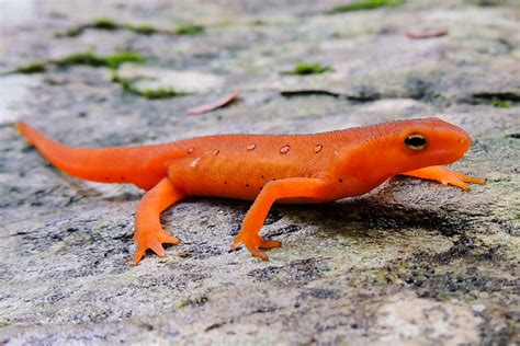  Newt:  Amphibians That Love Hiding Among Aquatic Plants and Enjoy Snacking on Small Invertebrates!