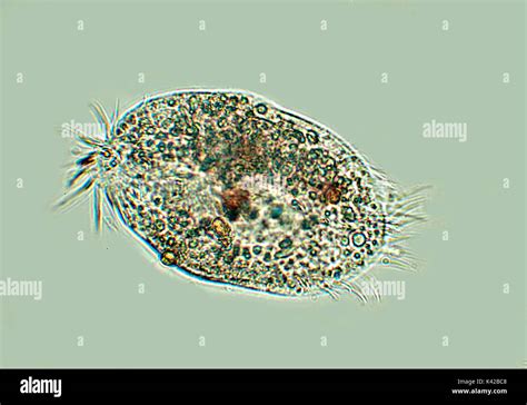  Quesada Ciliate: A Microscopic Wanderer That Dances Between Worlds!