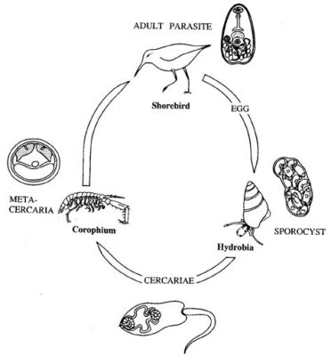  Quingyangia!  A Curious Trematode Known for Its Unique Lifecycle