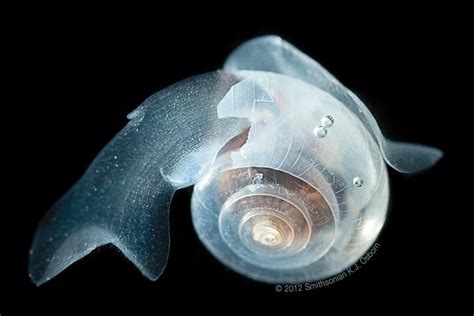  Unicorn Shell!  Discover this Tiny Mollusk that Swims Upside Down