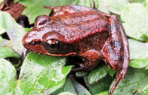   Xantus' Red-Legged Frog: A Master of Disguise Who Also Thrives on a Diet of Crunchy Critters!